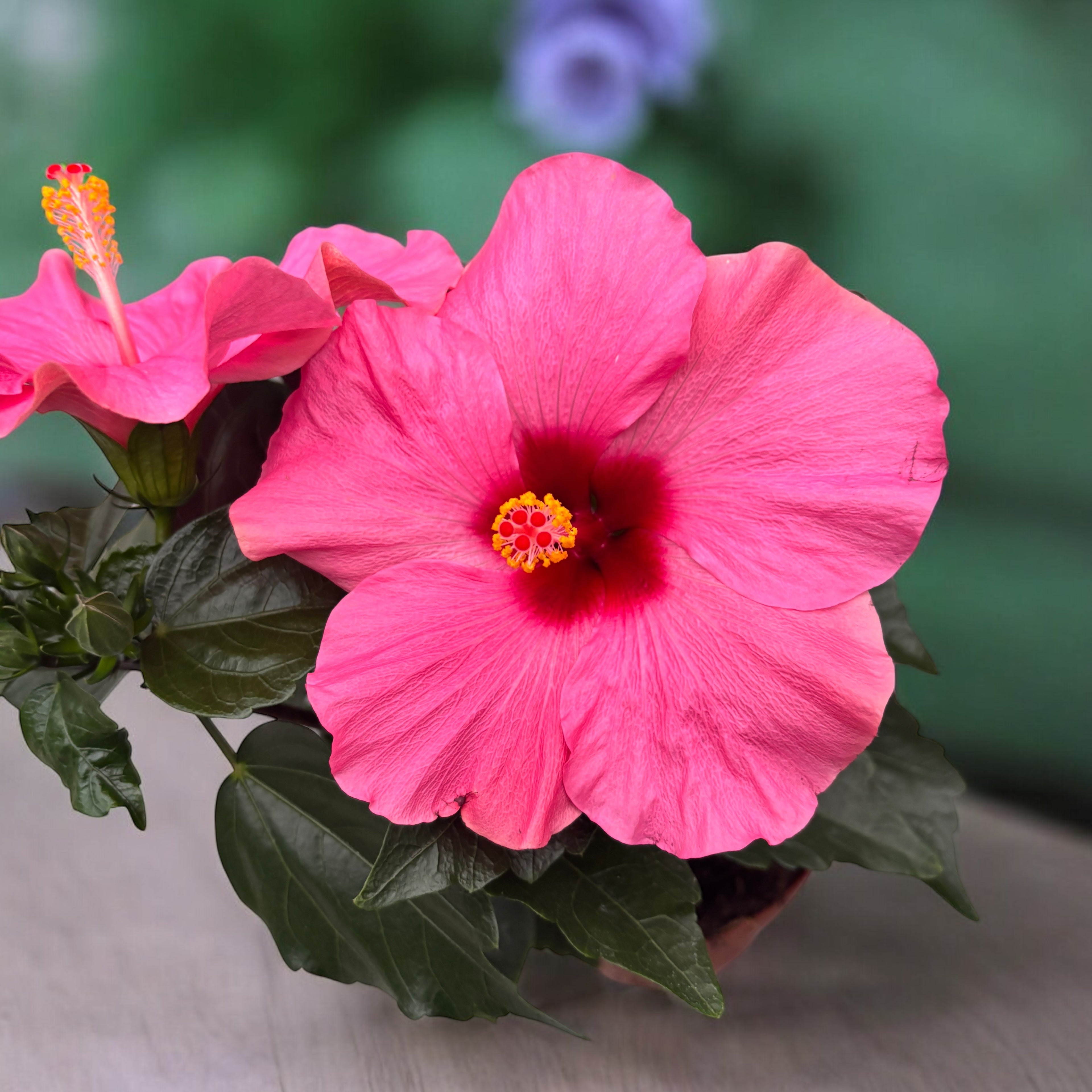 Hibiszkusz 'Adonicus Pink' - XL virágok (2 növény/cserép)