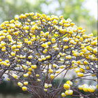 Edgeworthia chrysantha ‘Honey Sunshine’ – illatos sárga-arany virágú papírbokor