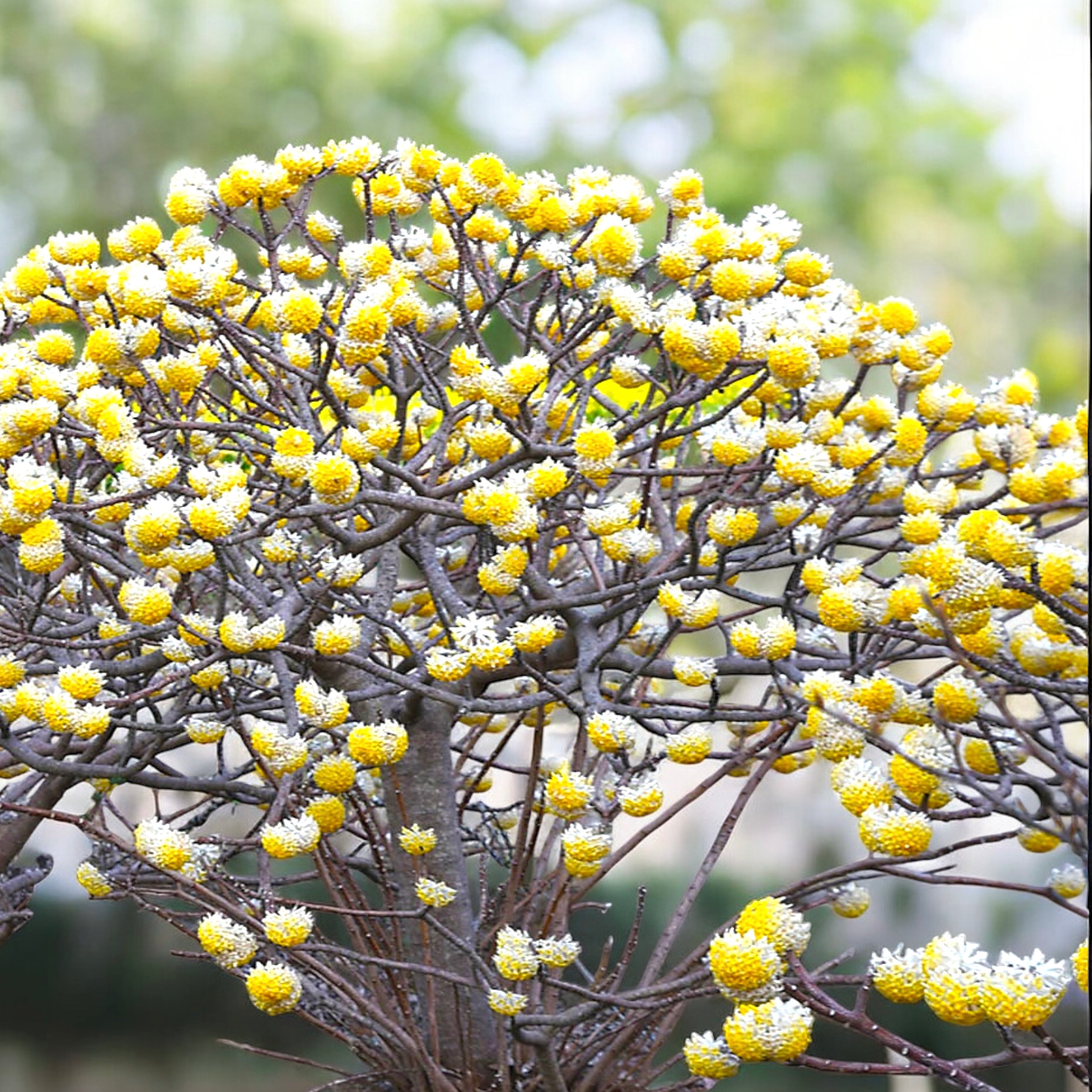 Edgeworthia chrysantha ‘Honey Sunshine’ – arbust de hartie cu flori parfumate galben-aurii