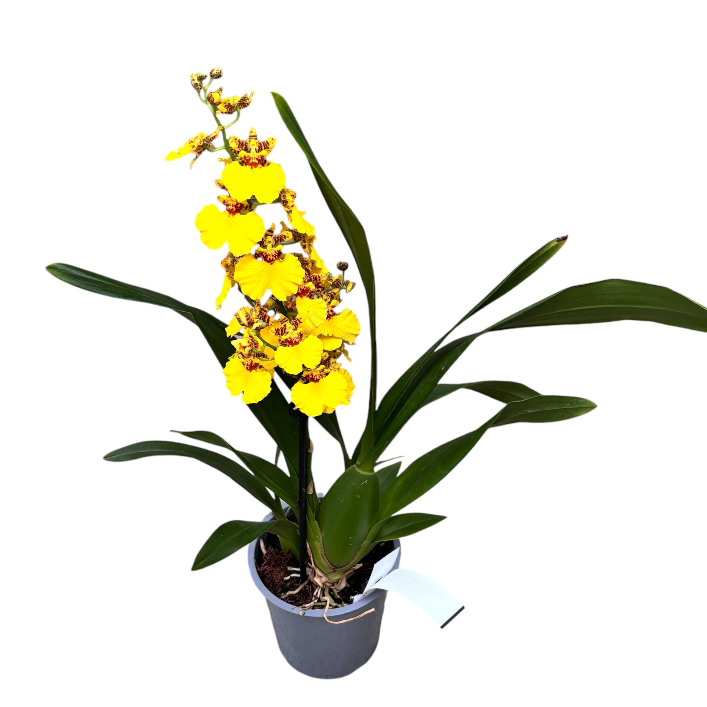 Oncidesa Sweet Sugar