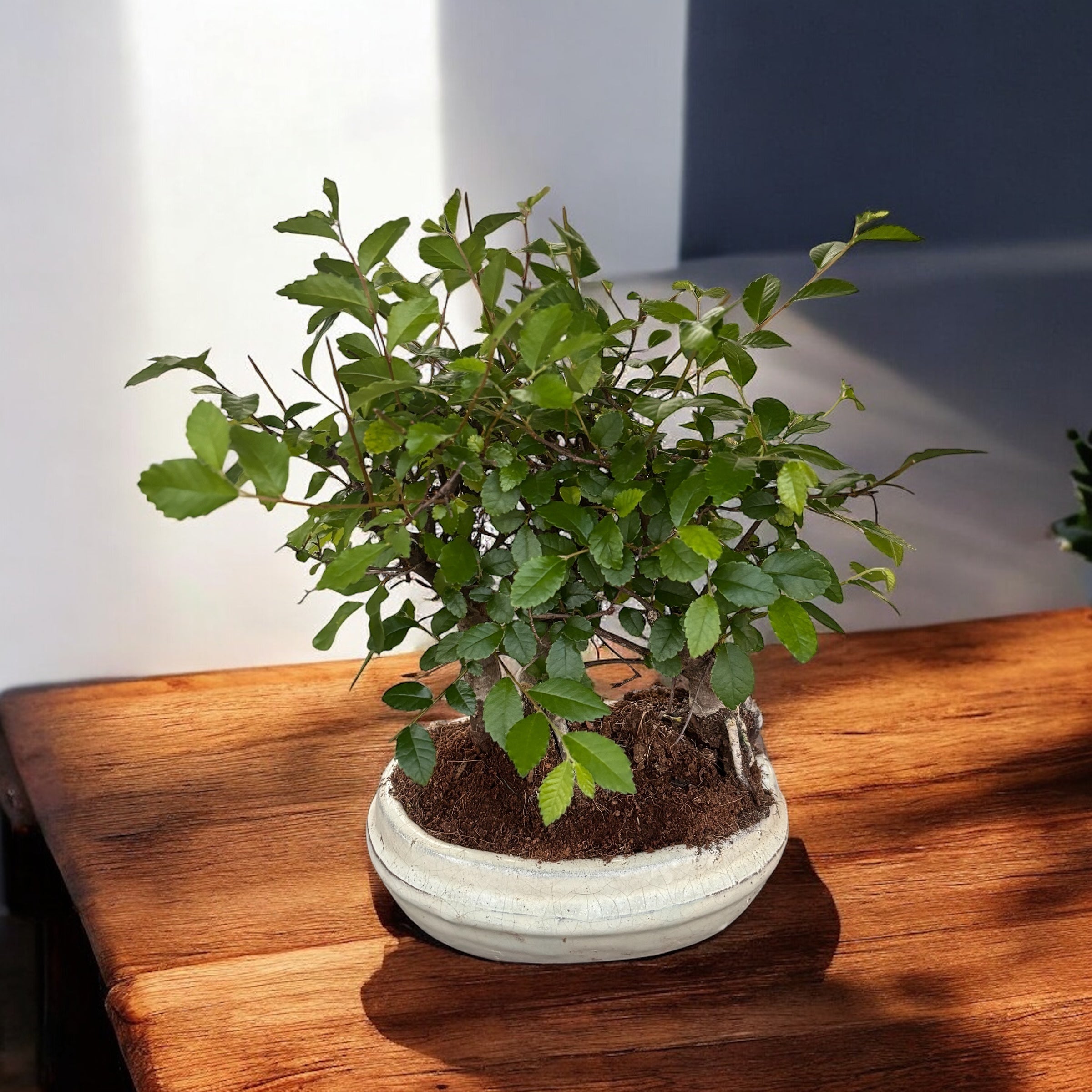 Bonsai Zelkova (Ulmul Japonez) forest 3pp