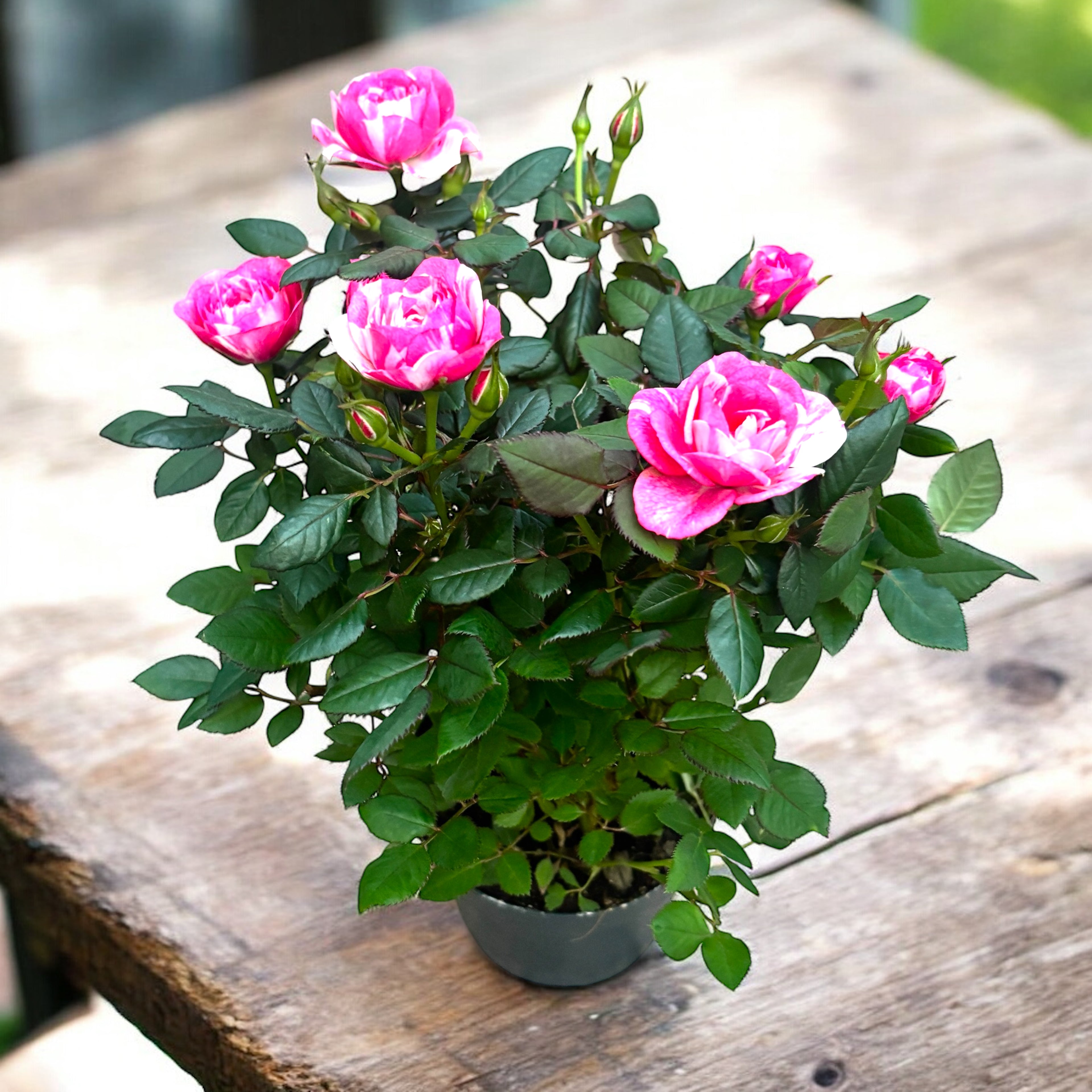 Rosa Twin Colour  - trandafiri pitici cu flori bicolore parfumate