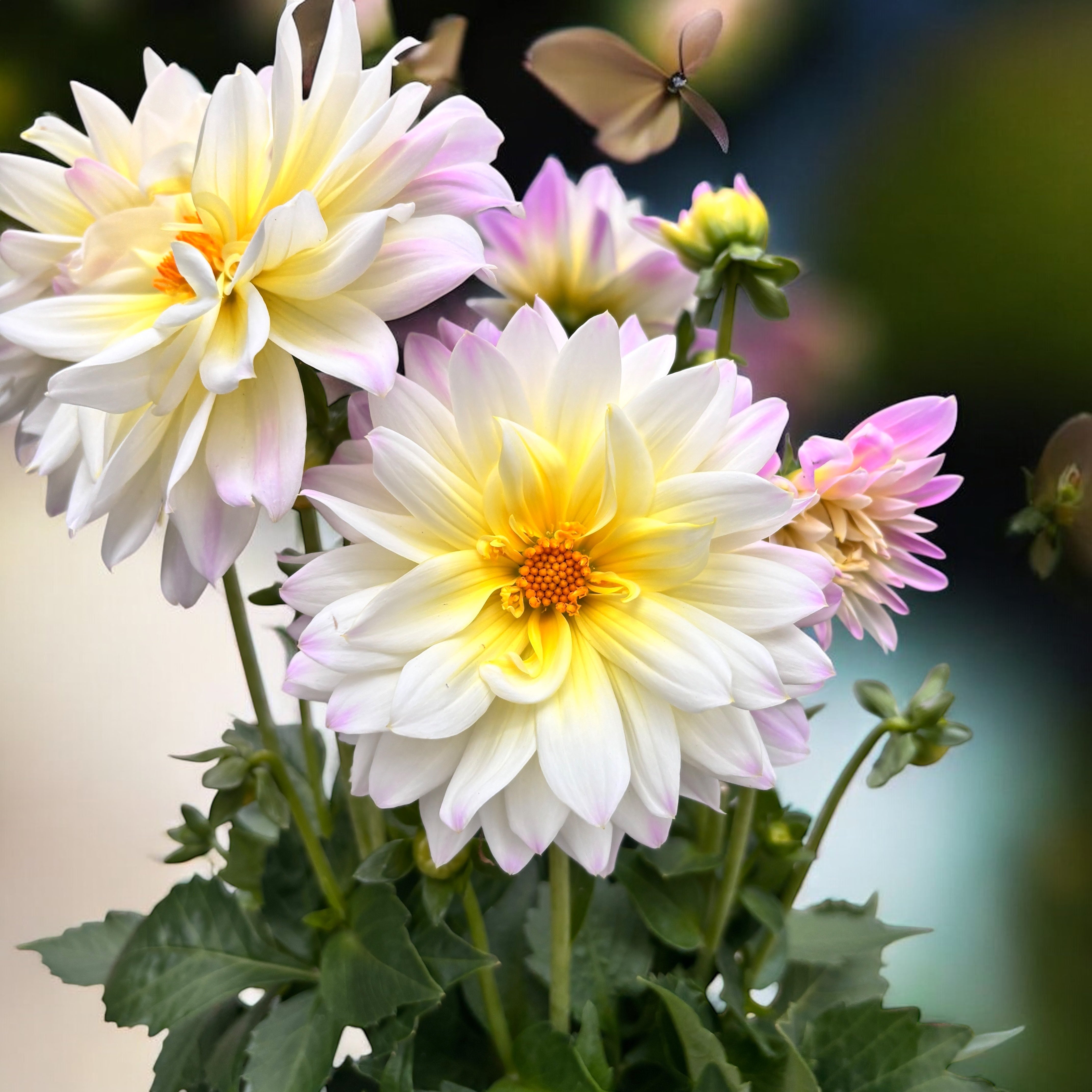 Dahlia Labella Maggiore 'Fun Pastel' - potted dahlias with XL