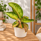 Aglaonema 'Guave Pink'
