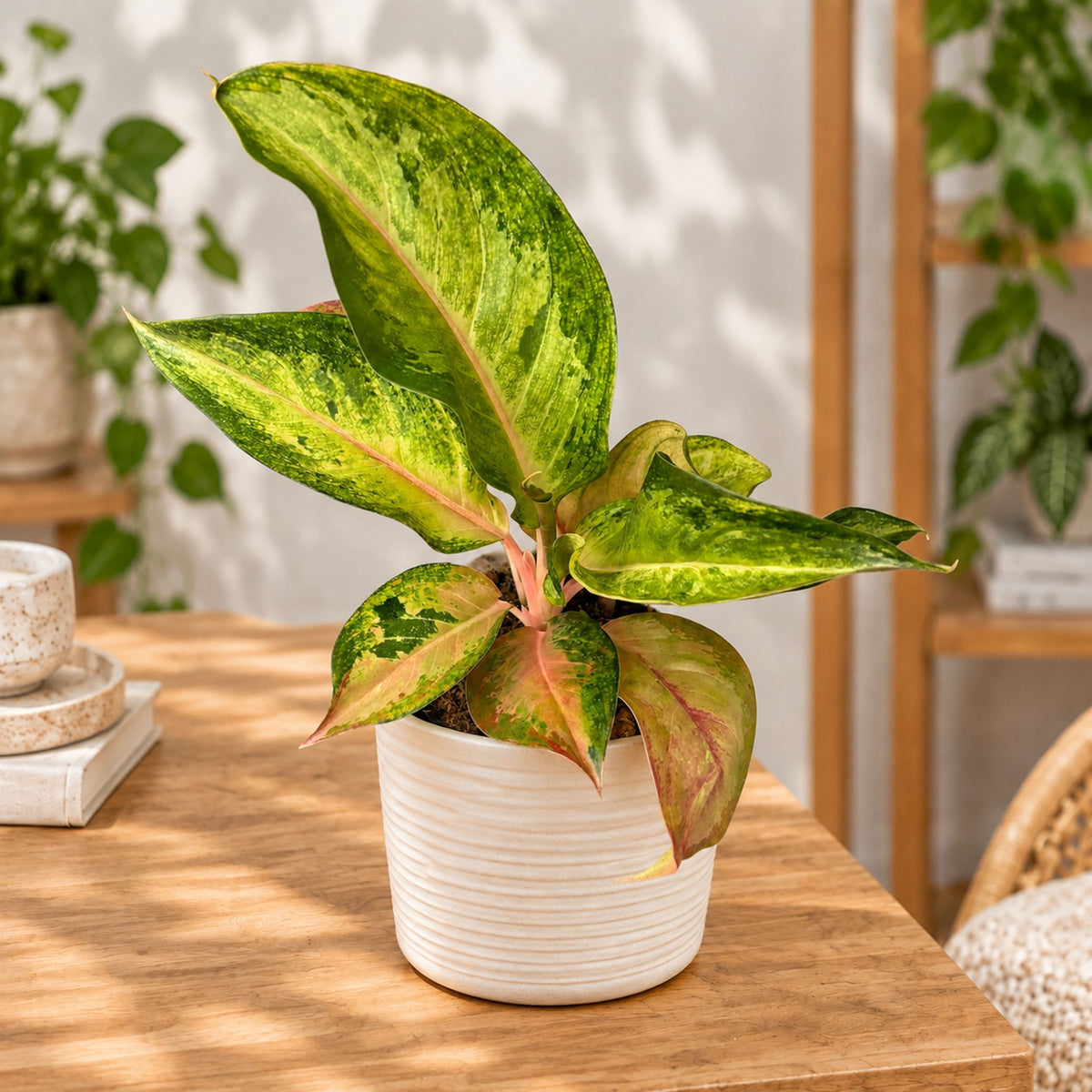 Aglaonema 'Guave Pink'