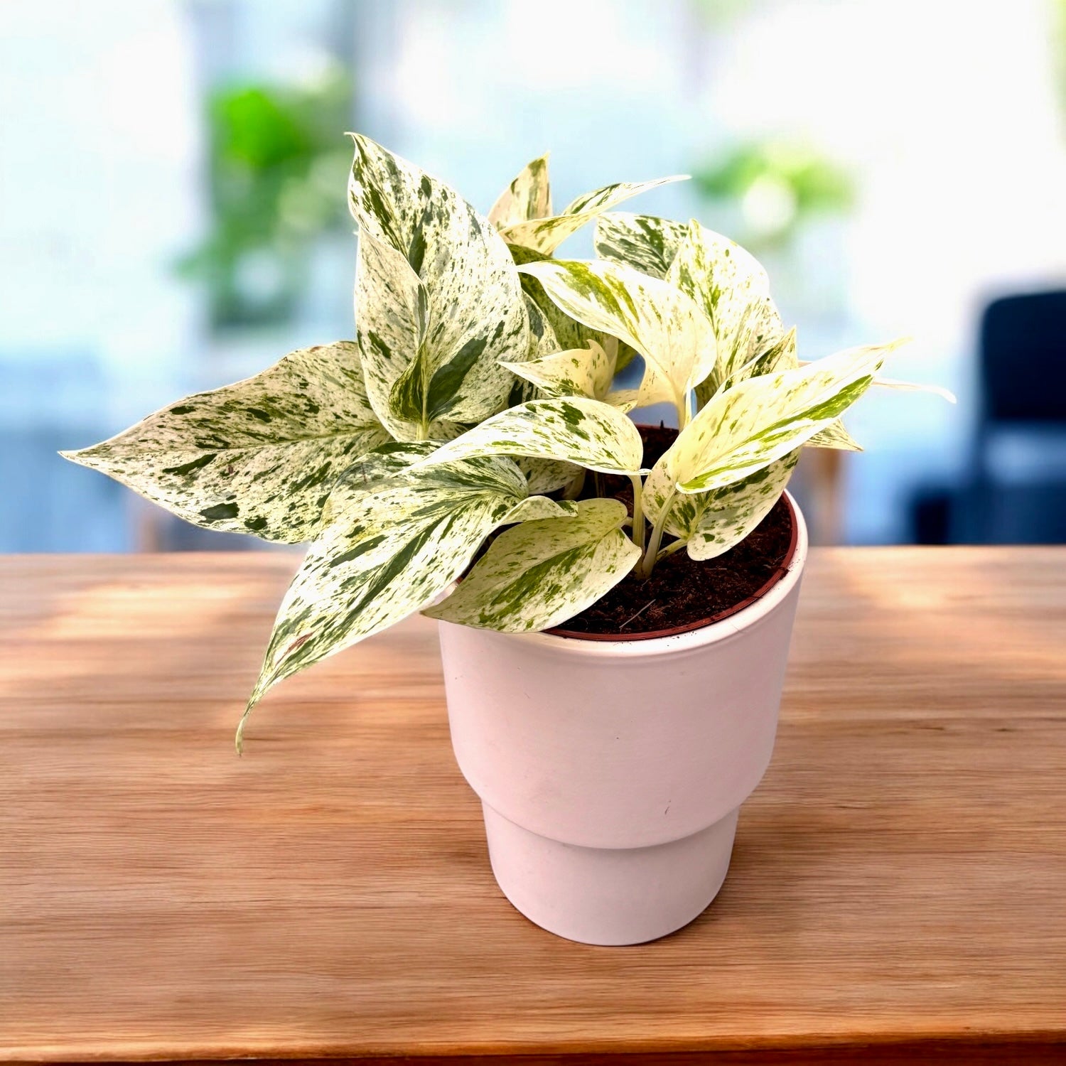 leopard goddess pothos Epipremnum 'Snow Leopard' – Secret Garden Plant Shop