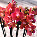 Phalaenopsis Alice - pachnąca i peloryczna