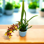 Oncidium (Cyrtocidium) Holm’s Wizard - golden - foarte parfumat!