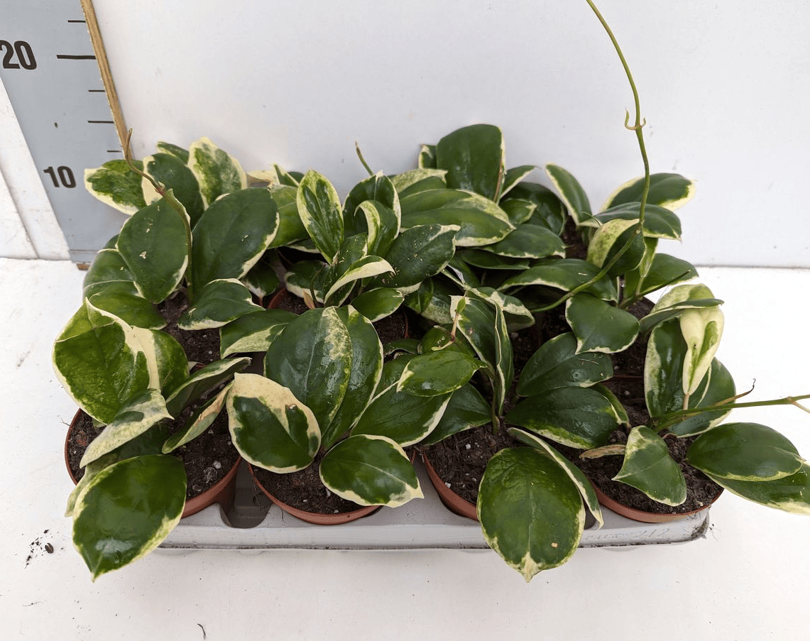 Hoya incrassata 'Albomarginata'