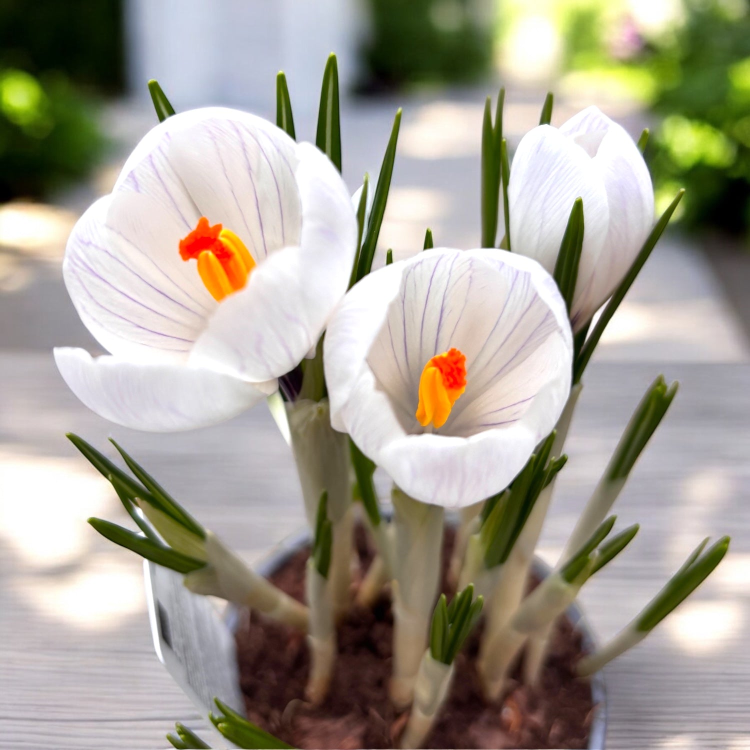 Crocus vernus 'Jeanne d'Arc' in vaso (zafferano con fiore grande)