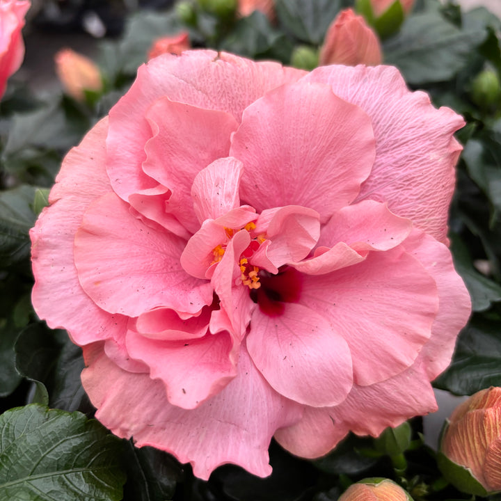 Hibiscus Adonicus 'Double Rosa’