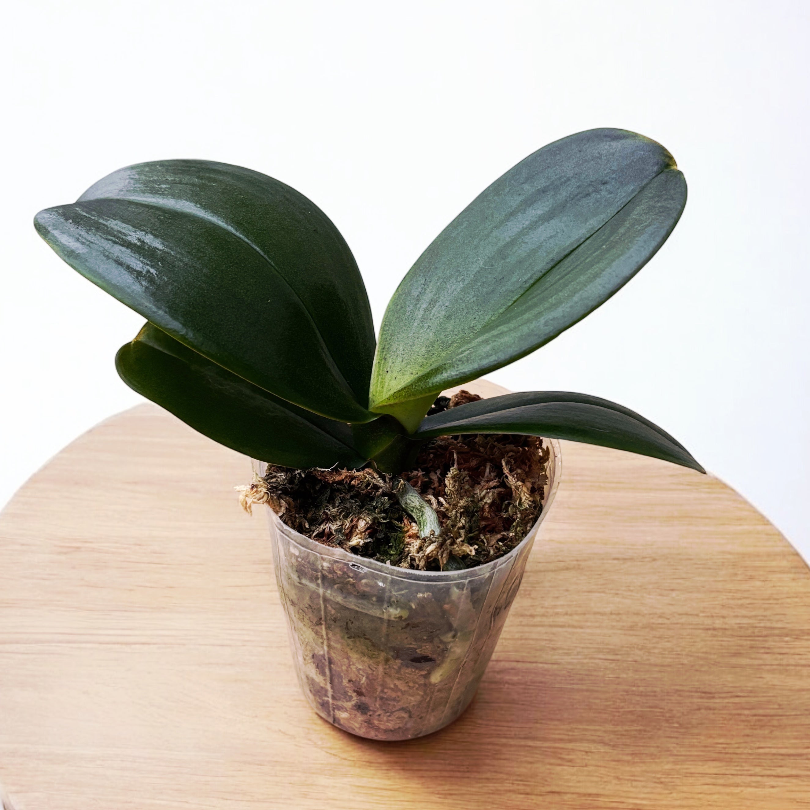 Phalaenopsis OX Bourgogne (pélorique)