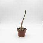Adenium Obesum 'Fumée'