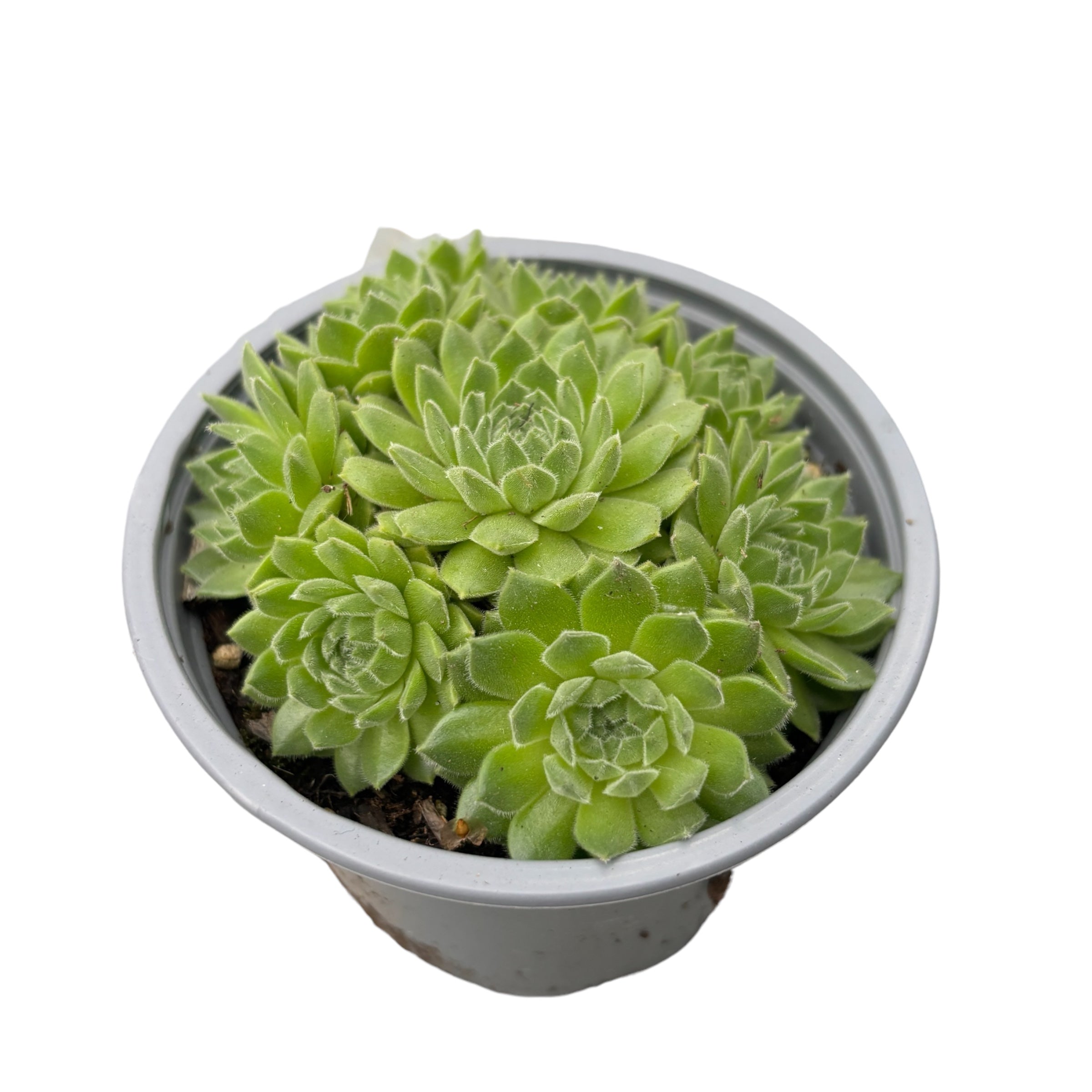 Sempervivum 'Montana' (planta urechelnita)