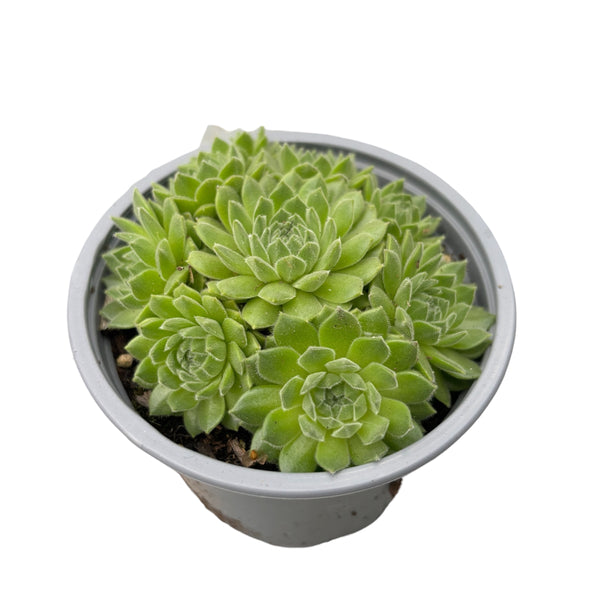 Sempervivum 'Montana' (Ährenpflanze)