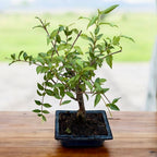 Bonsai Malpighia – bonsai tropical cu frunzis lucios si fructe decorative