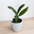 Rlc. Hua Young Gold 'Pretty' BM/TIOS - illatos