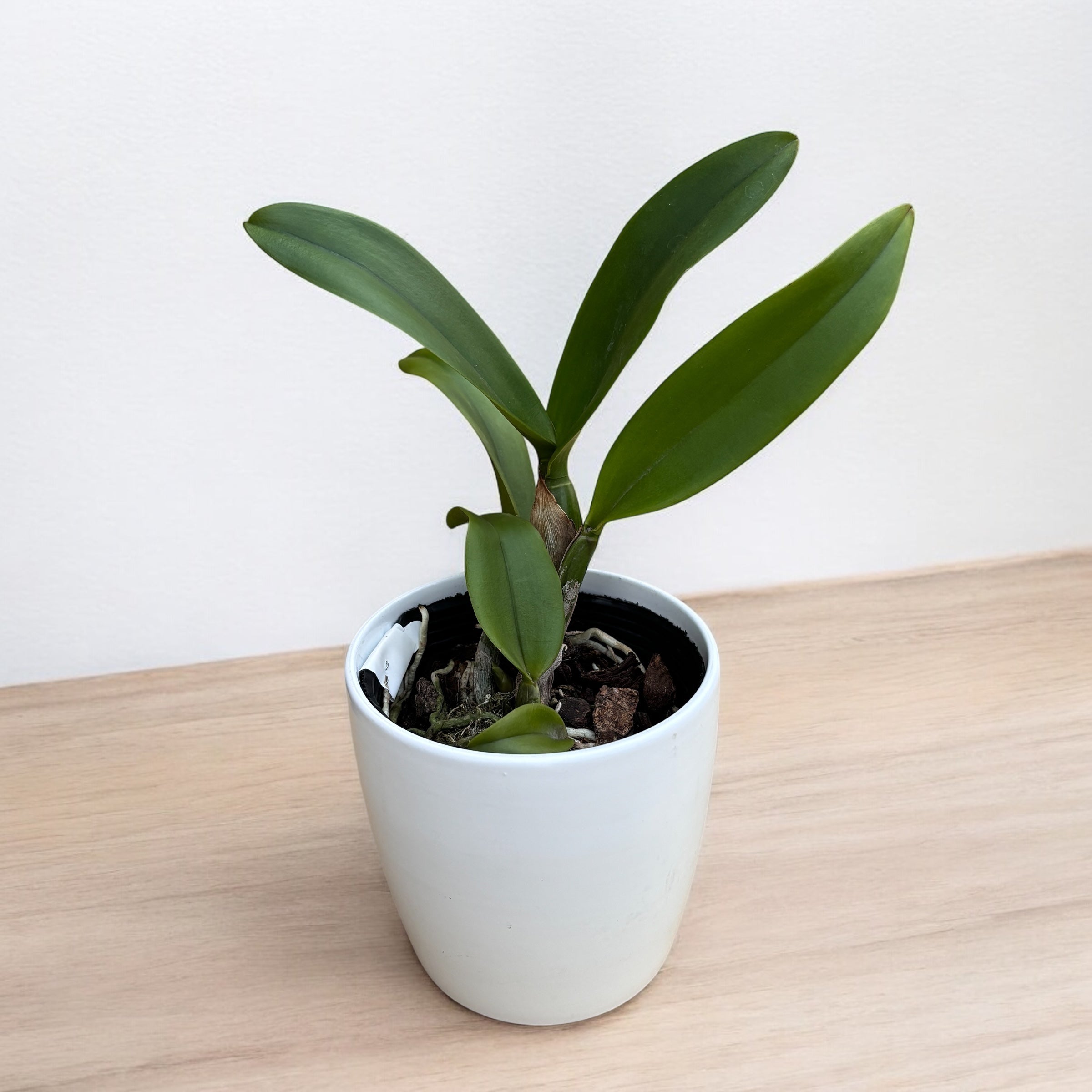 Rlc. Hua Young Gold 'Pretty' BM/TIOS - parfumata