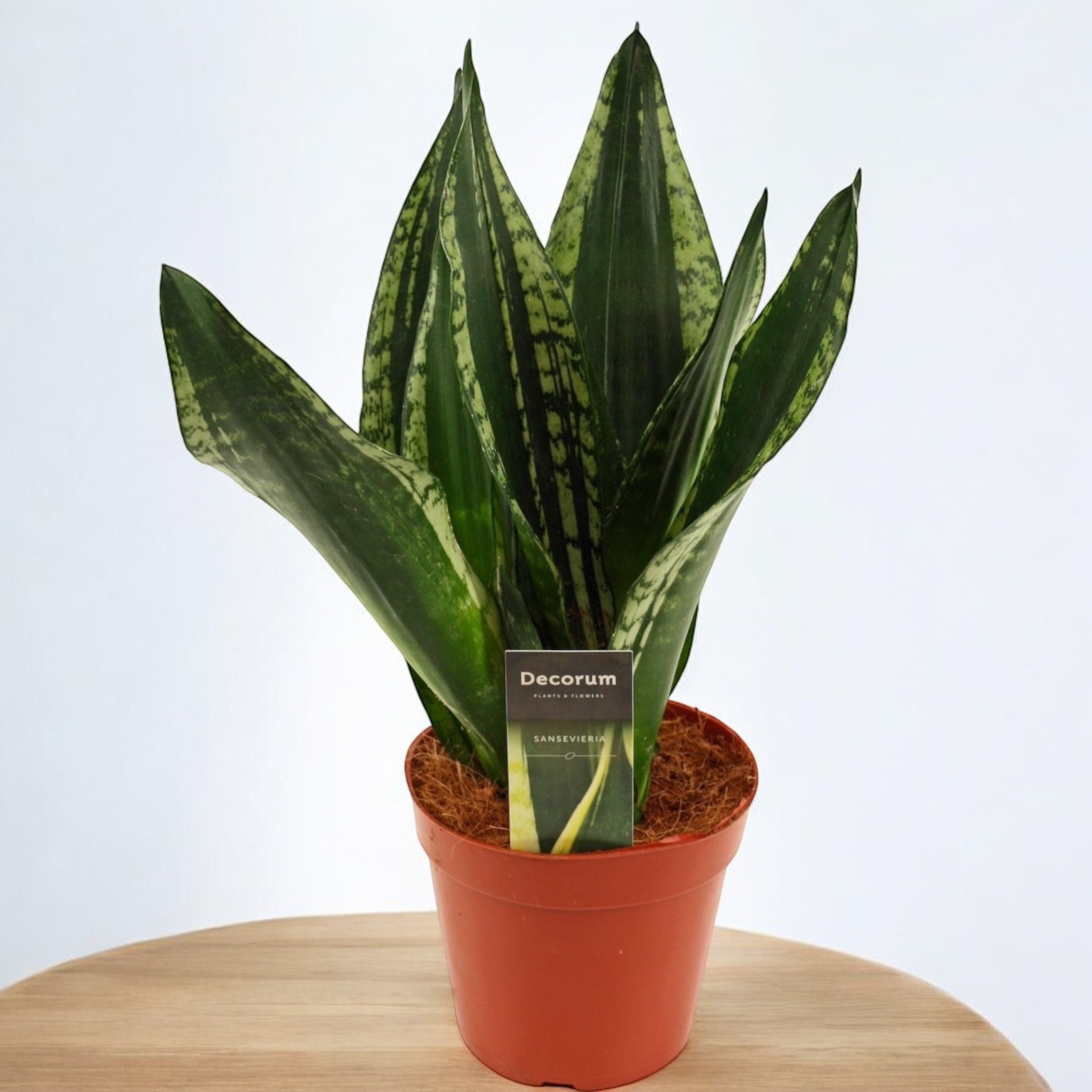 Sansevieria ‘Silver Flame’ (Whitney) 2pp