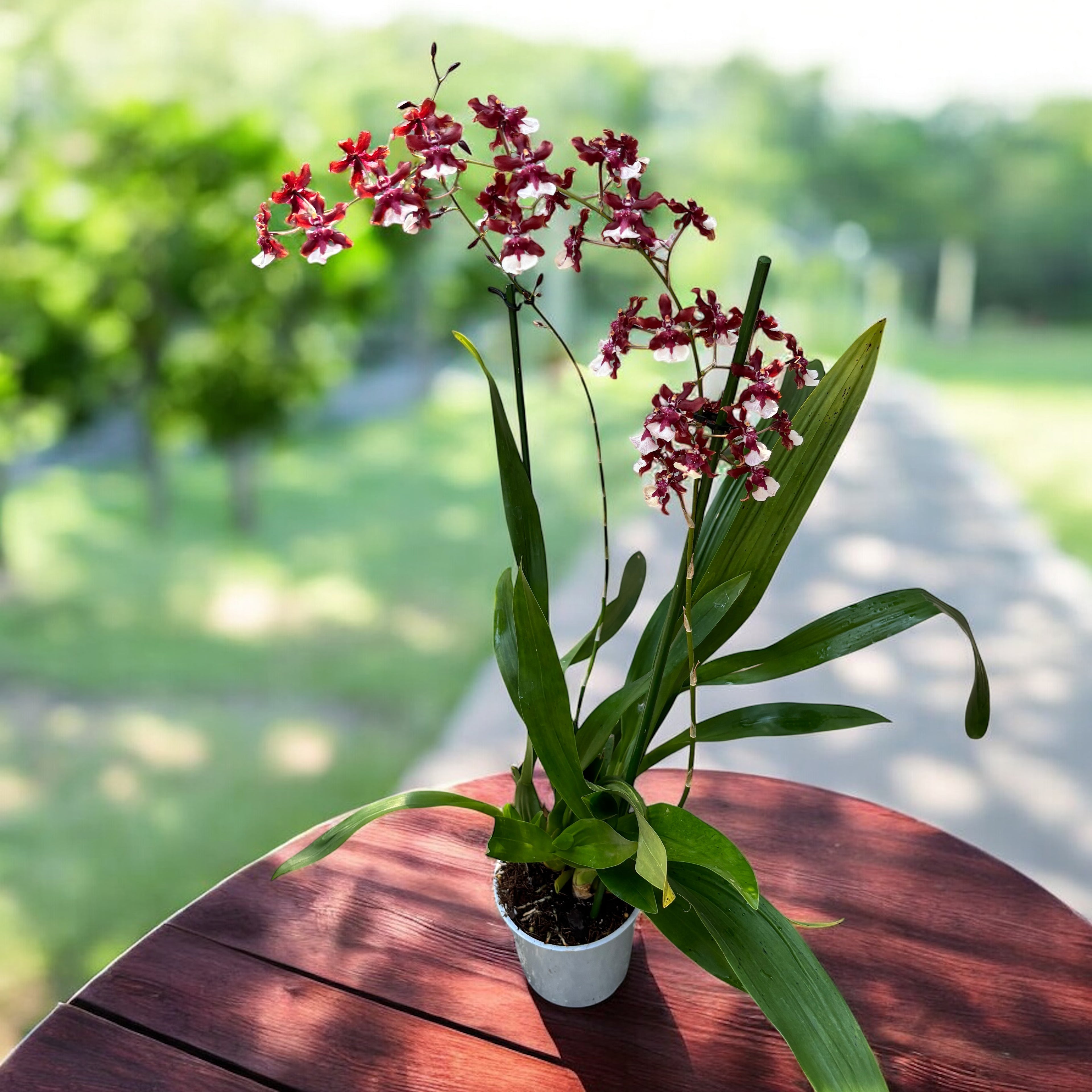 Oncidium Sharry Baby Sweet Chocolate Fragrance (intensely scented flowers)