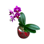 Phalaenopsis Sogo Yenlin 'Coffee' (peloric - butterfly)