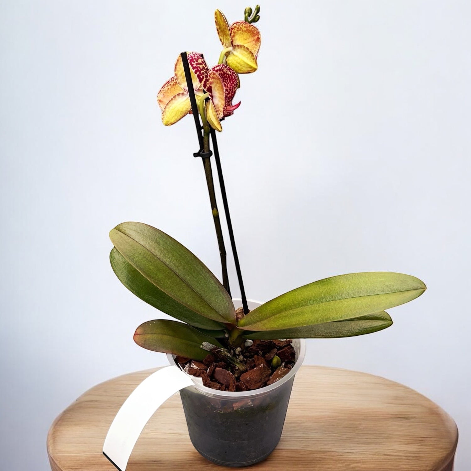 Phalaenopsis I-Hsin Yellow Leopard