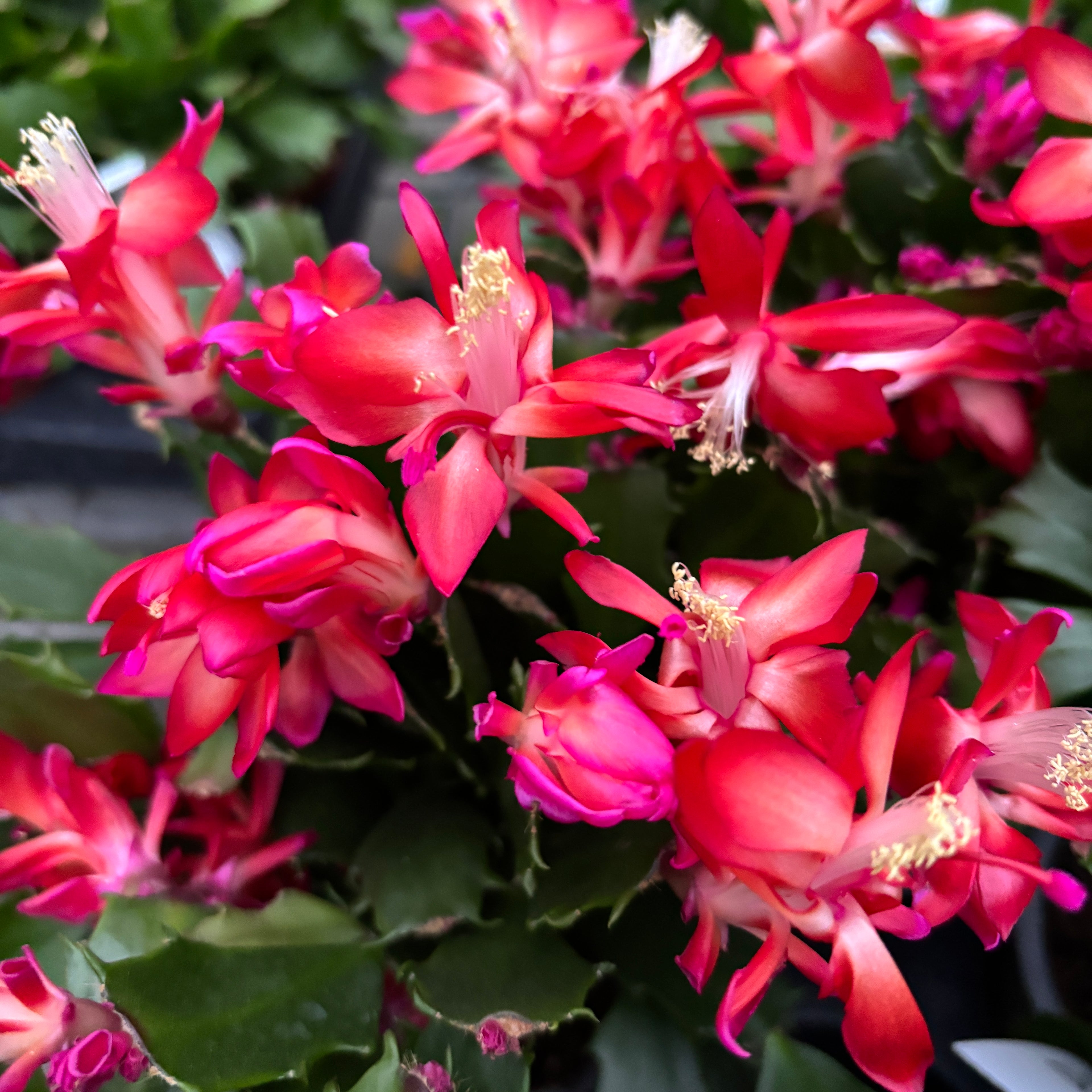 Schlumbergera 'Thor Wild Cactus Red’ 6pp