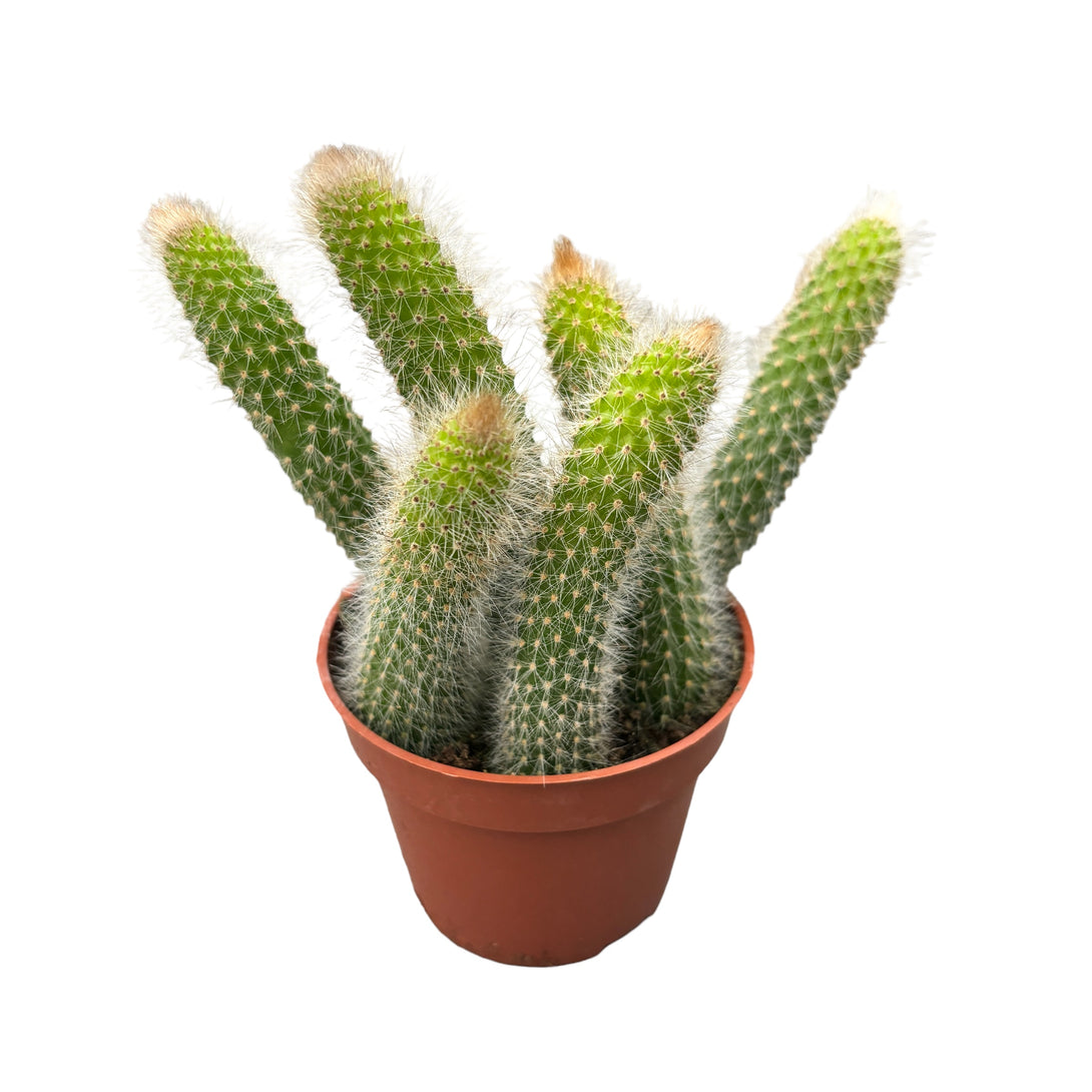 Hildewinteria colademononis (Monkey's Tail Cactus)