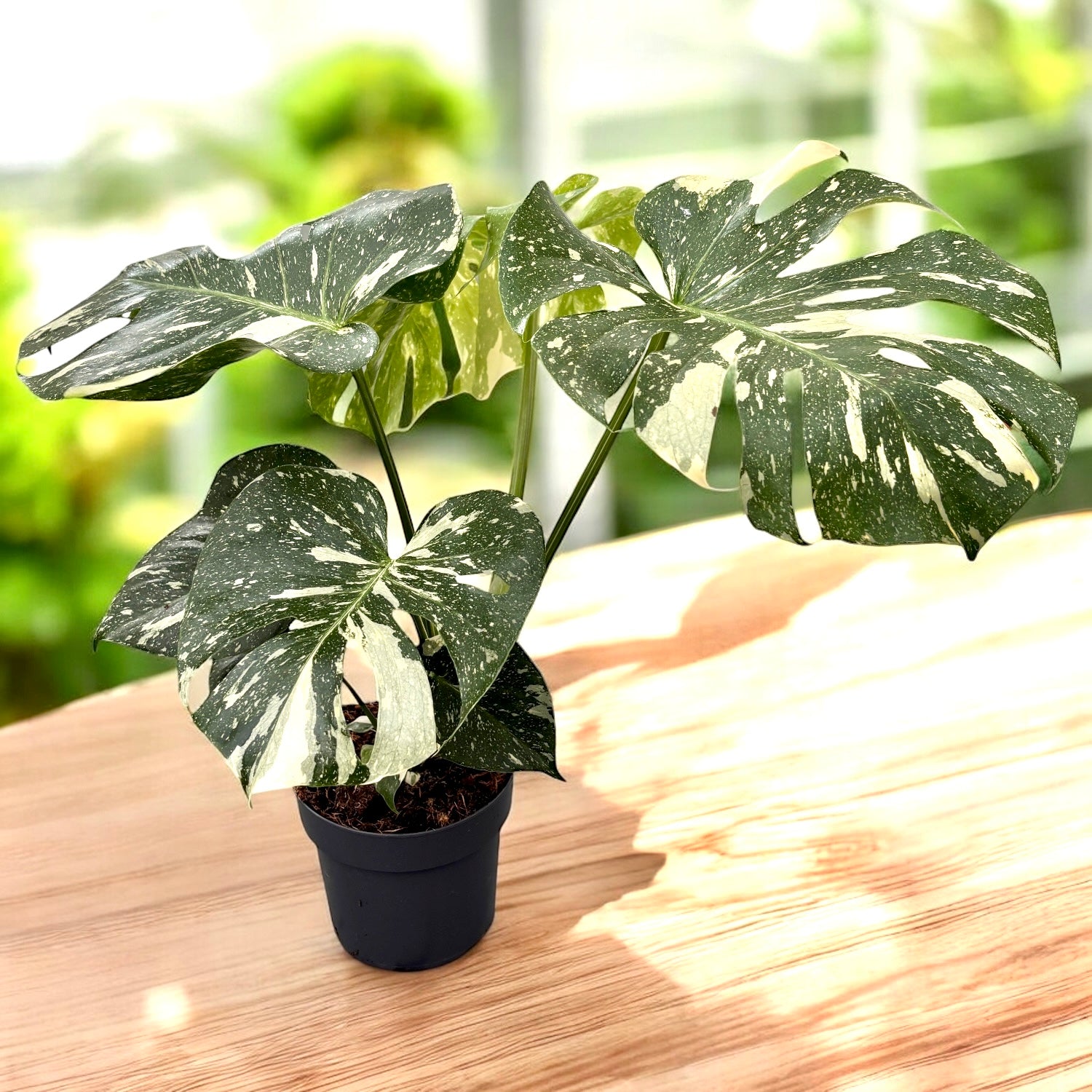 Monstera variegata 'Thai Constellation'