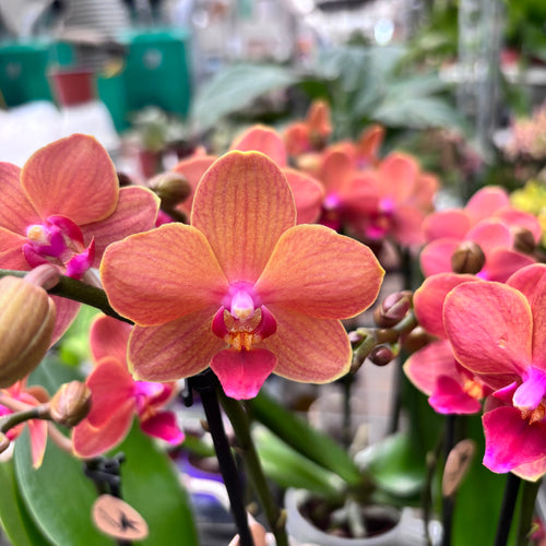 Phalaenopsis Bolzano
