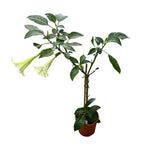 Bílá trumpetka andělů - Brugmansia arborea (H80 cm) vonné květy, exempláře XL