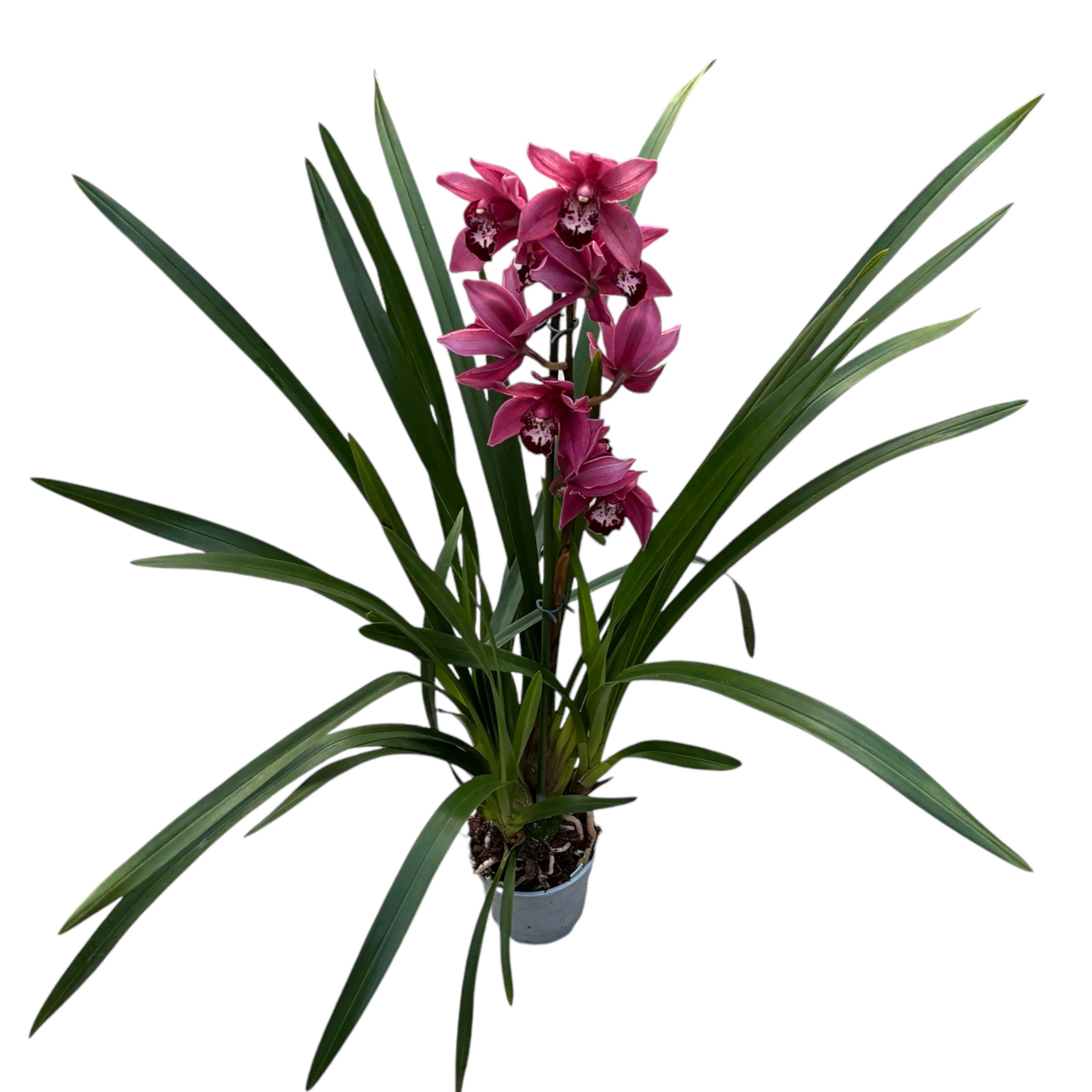 Cymbidium Peggy Sue