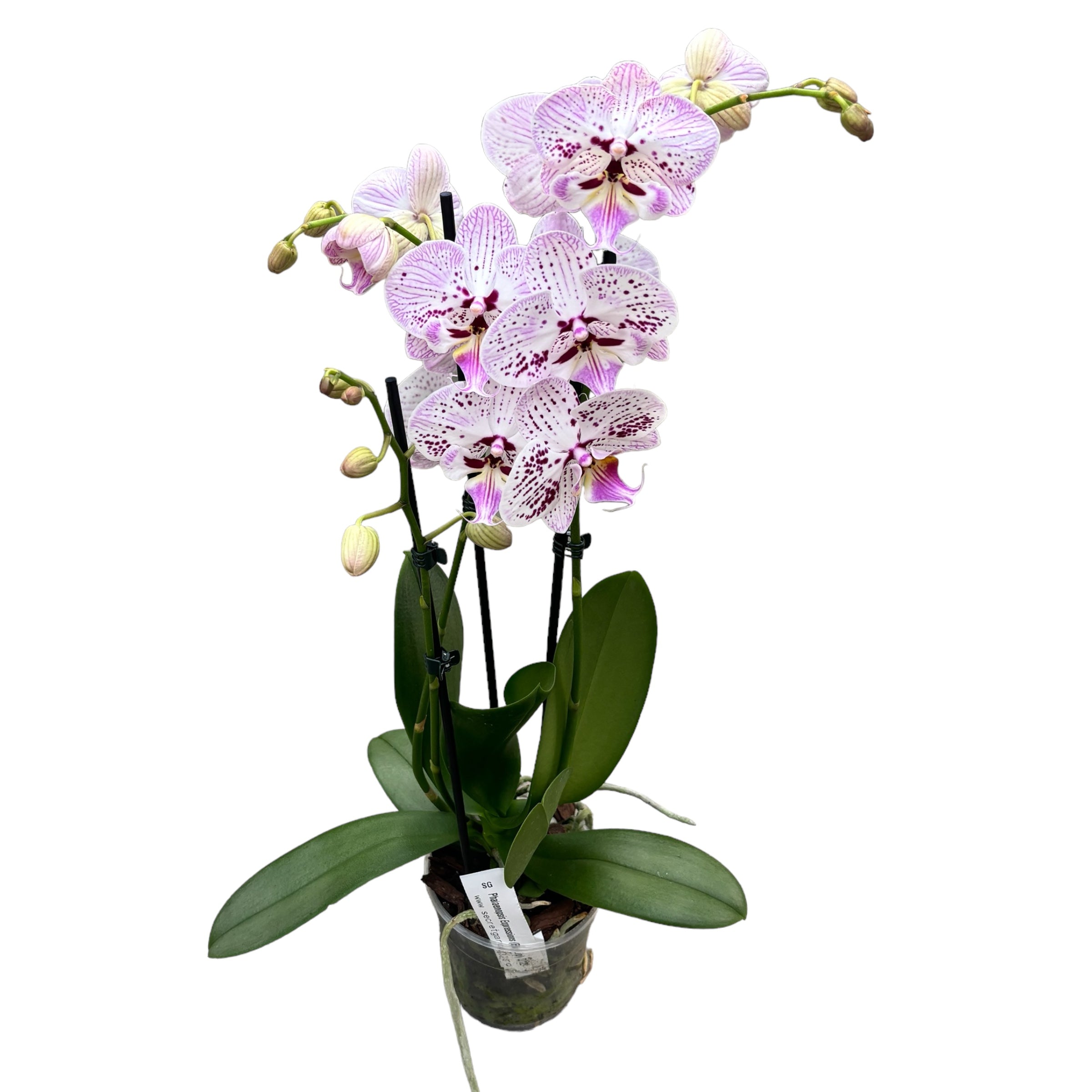 Phalaenopsis Expressions Nagy Ajkú