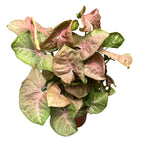 Syngonium podophyllum 'Rotes Herz'