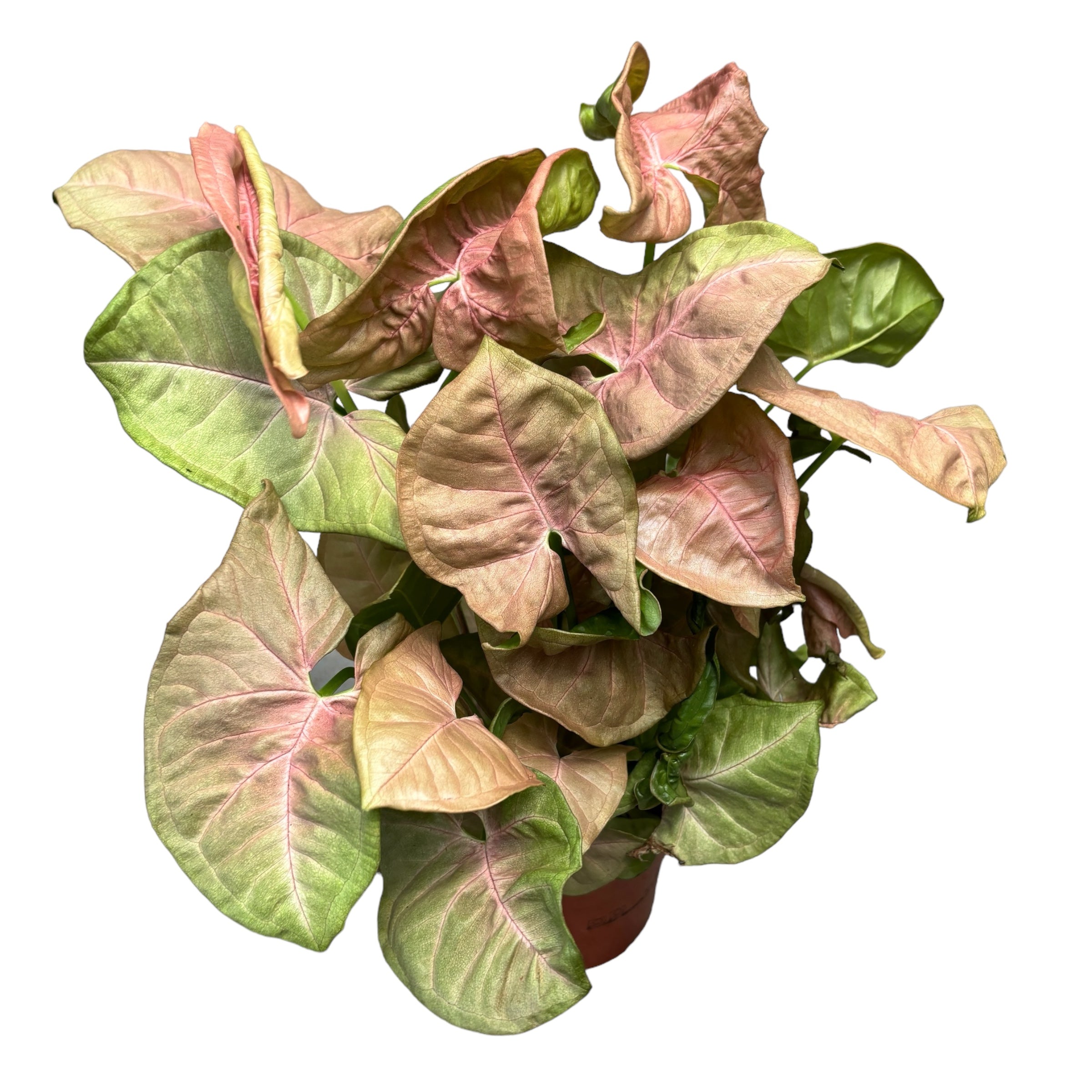 Syngonium podophyllum ‘Red Heart’