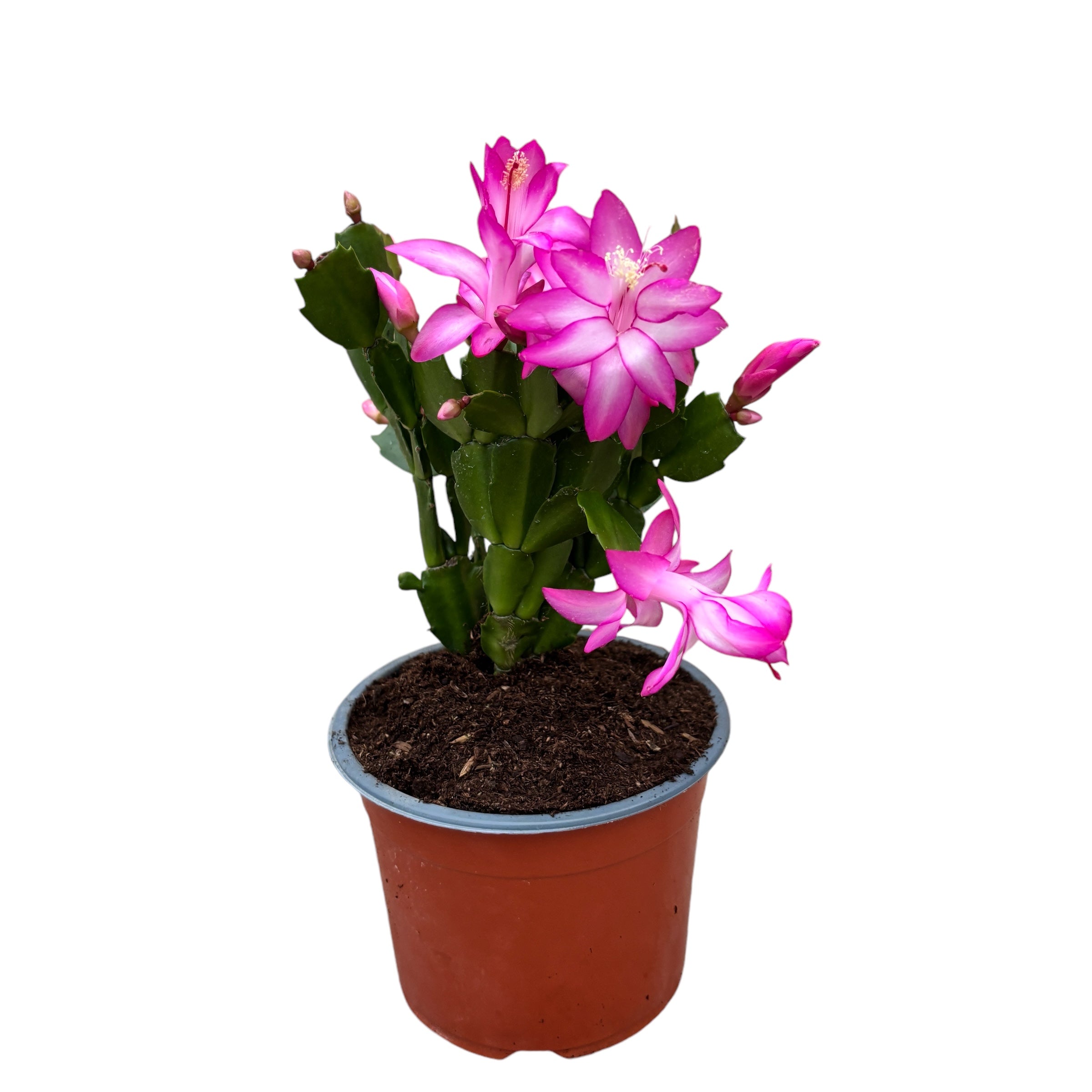 Schlumbergera 'Carollyne' (Craciunita roz) 2pp D14