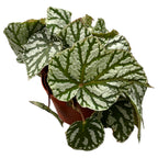 Begónia 'Tap Dance'