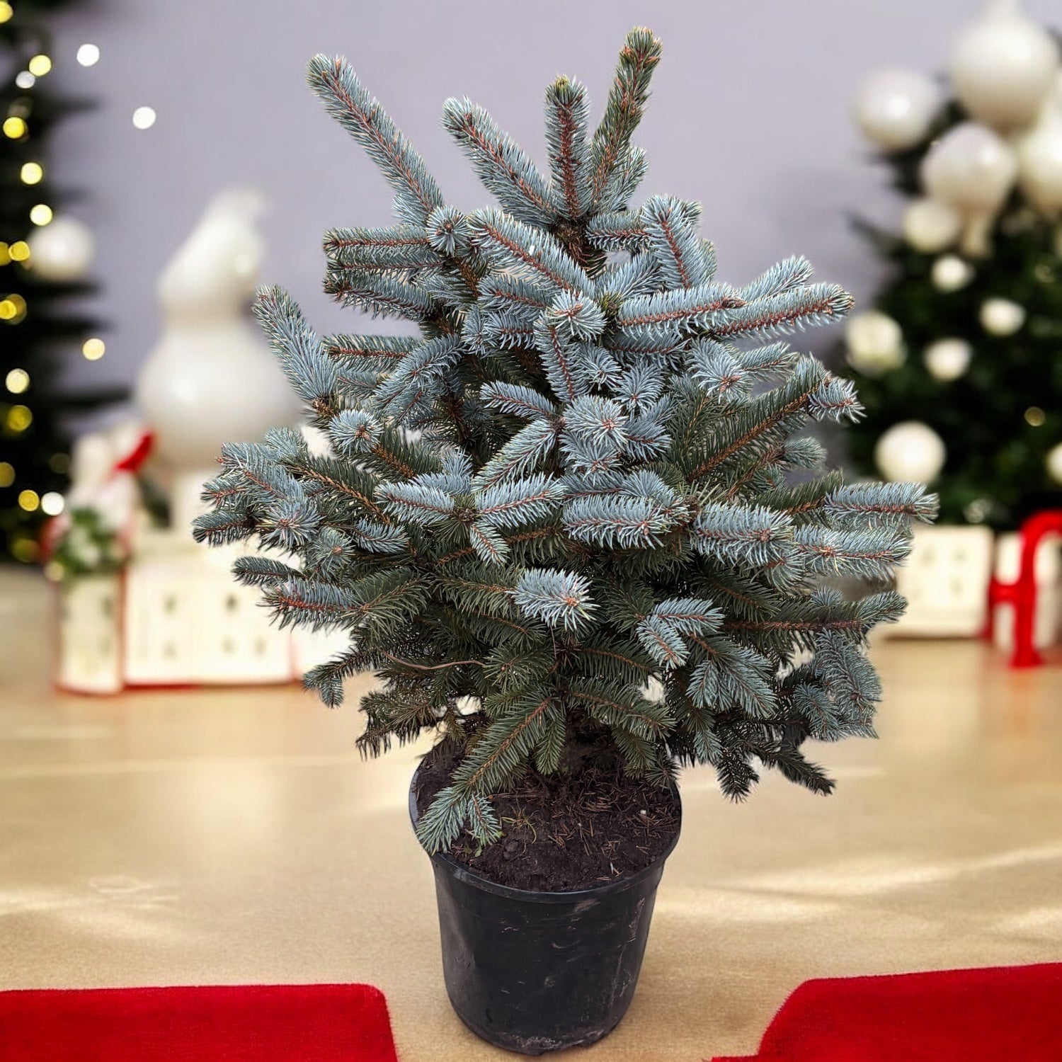 Brad argintiu in ghiveci XL - Picea pungens 'Super Blue' H85-90 cm