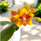 Phalaenopsis I-Hsin Claude (peloric) - flori parfumate