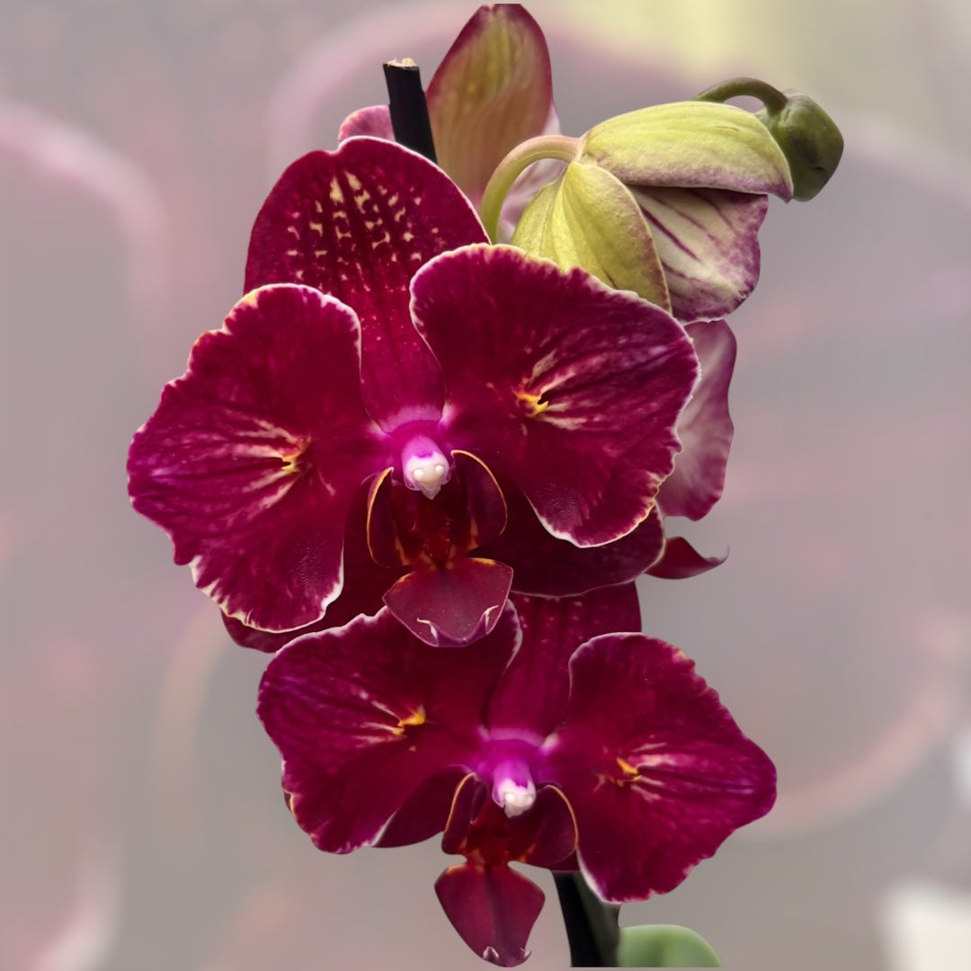 Phalaenopsis I-Hsin Claire '(Peloric - Butterfly)