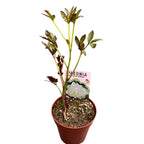 Ароматни градински божури - Paeonia lactiflora 'Duchesse de Nemours'