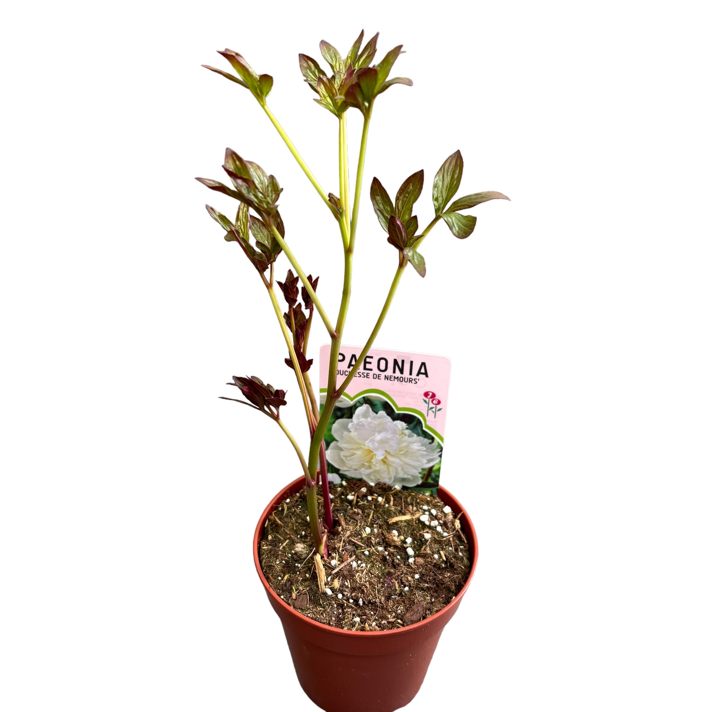 Illatos kertibazsarózsa - Paeonia lactiflora 'Duchesse de Nemours'