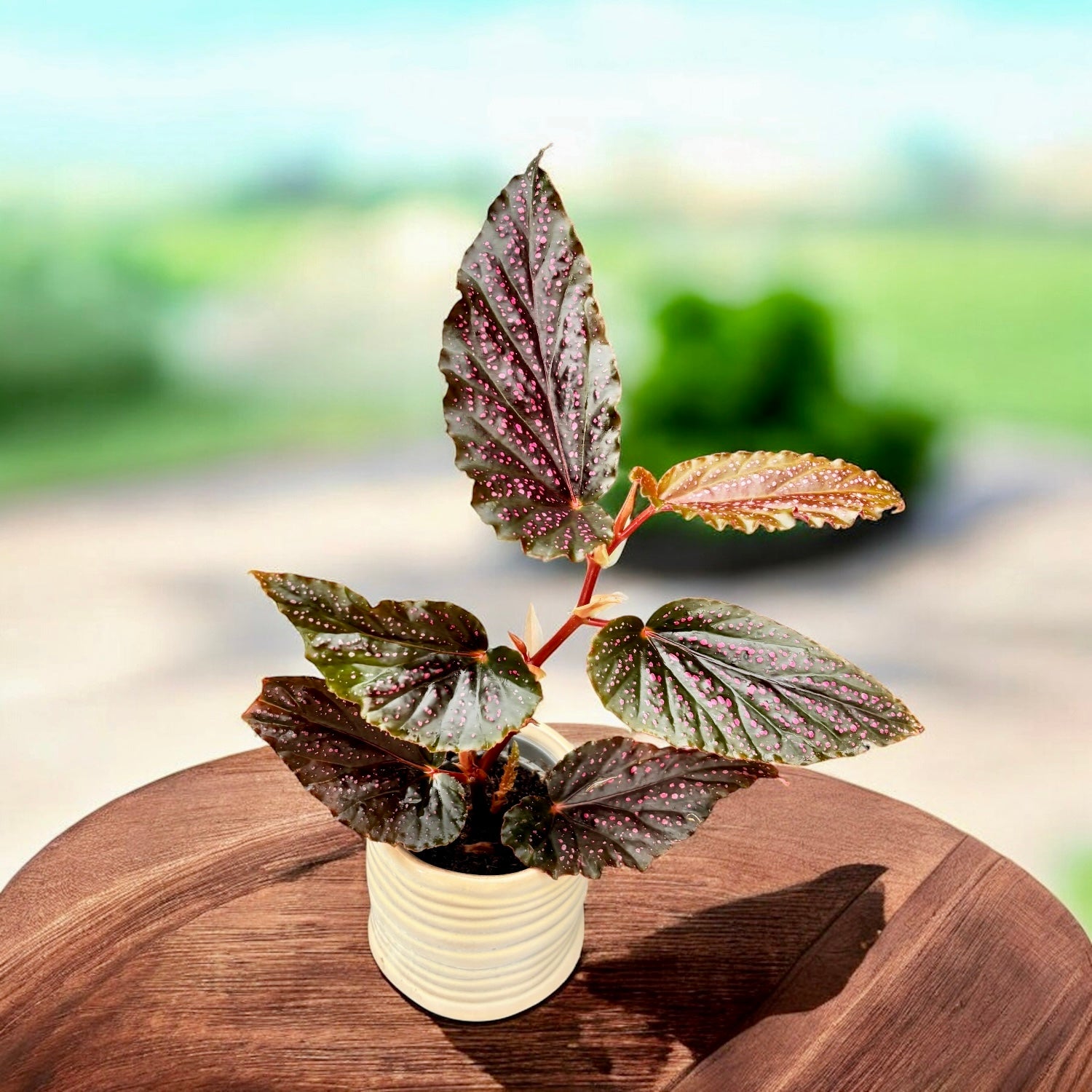 Begonia 'Polka Dot Pink' (babyplant)