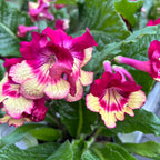Streptocarpus 'Merlin'