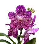 Vanda Pakchong Rose (Ansu)