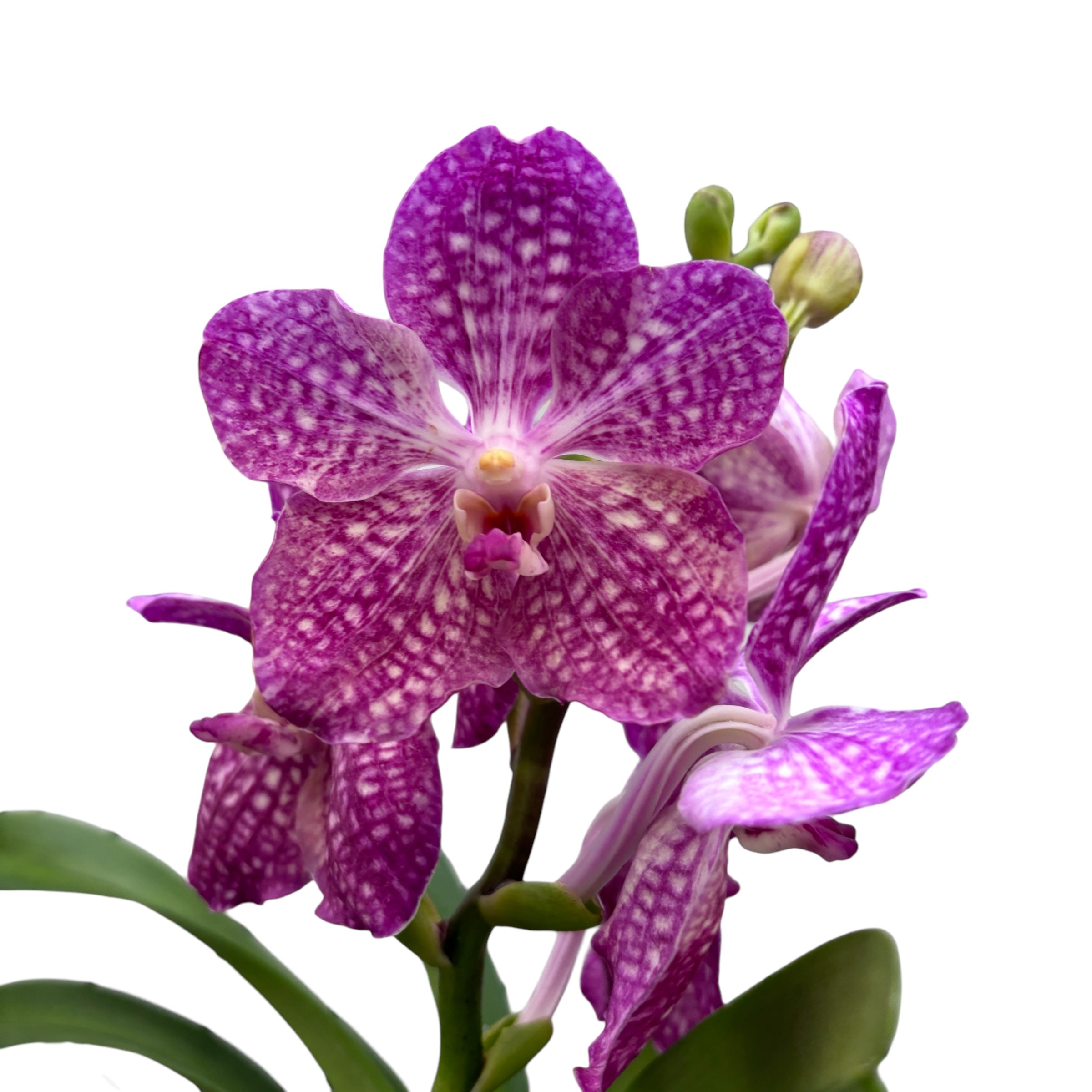 Vanda Pakchong Pink (Ansu)