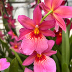 Burrageara Nelly Isler Pink - flori intens parfumate