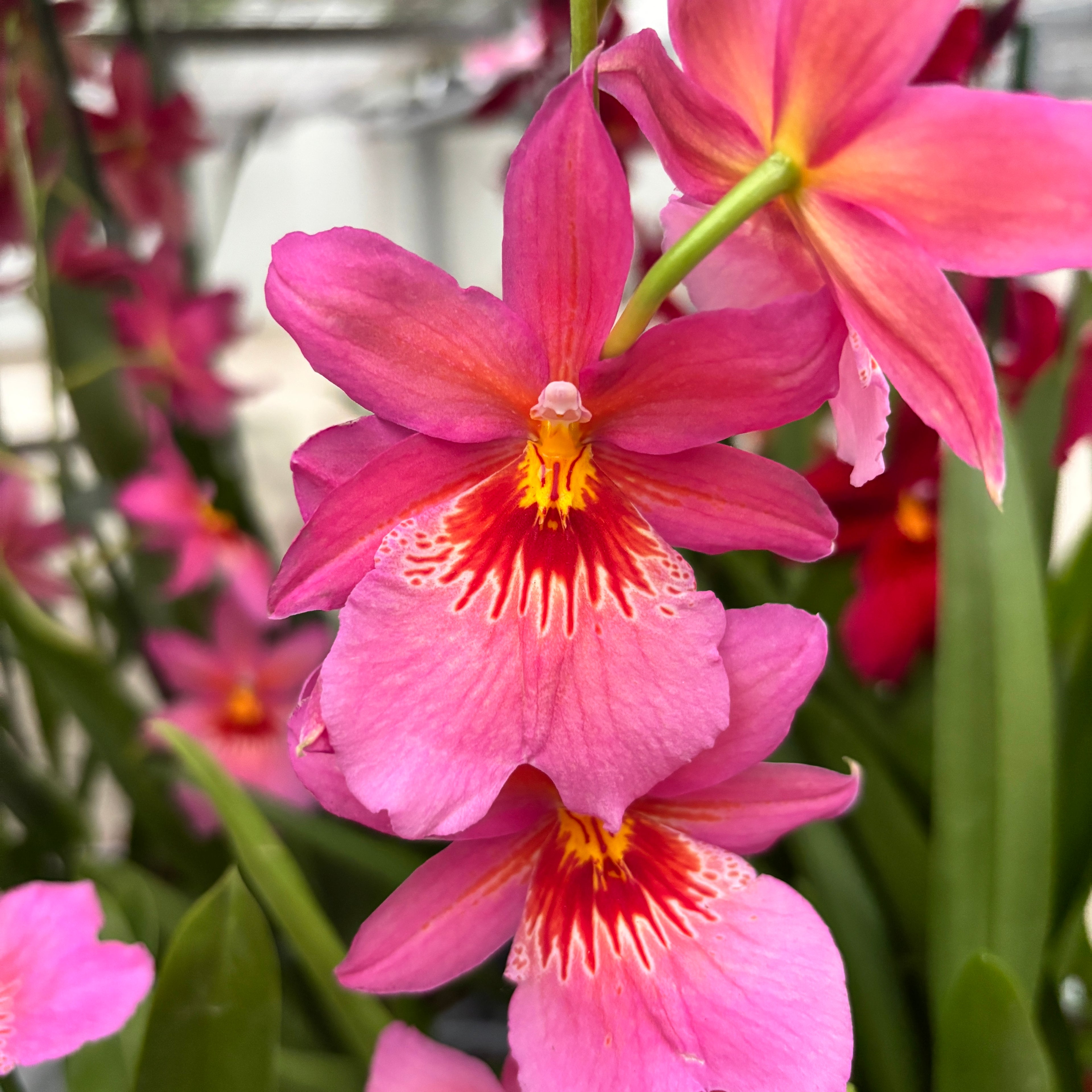 Burrageara Nelly Isler Pink - flori intens parfumate