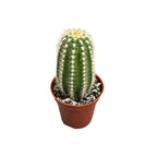 Trichocereus huascha