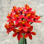 Epidendrum radicans 'Nordic Fire’